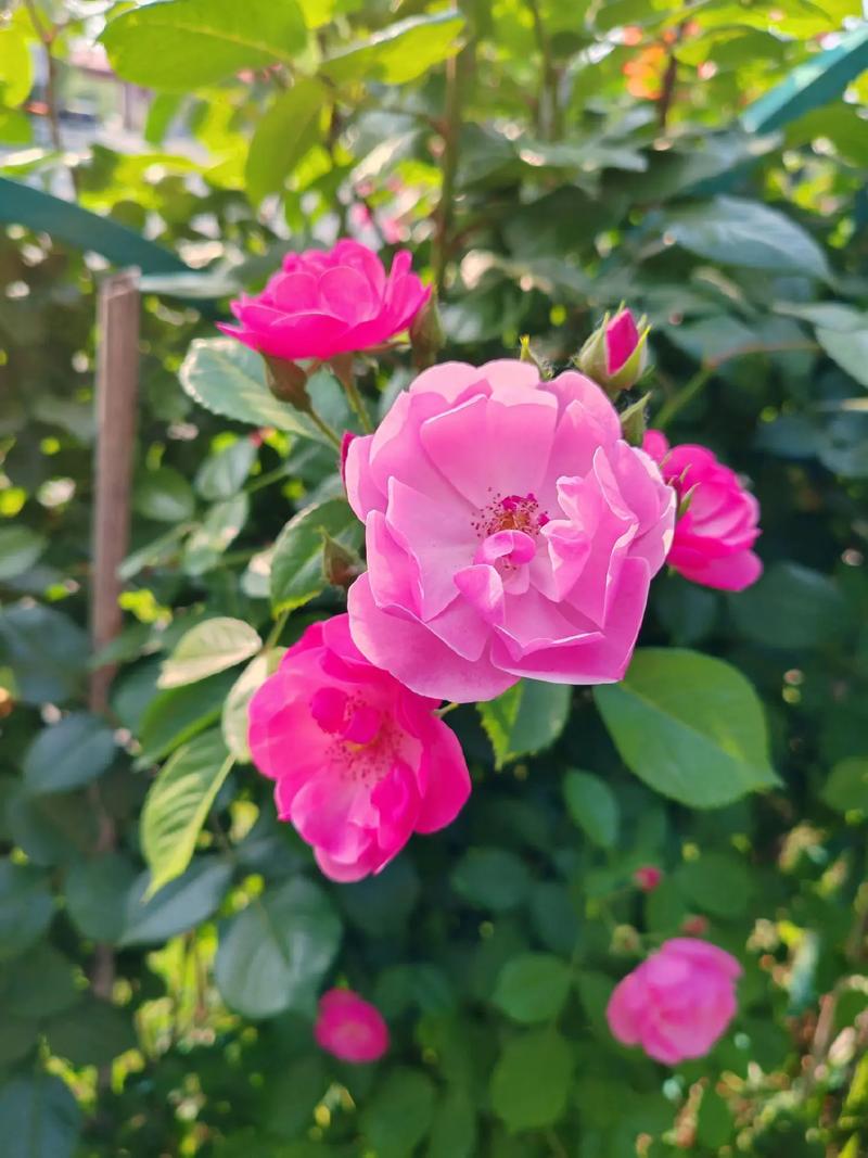 st工新股票（st升达最新消息）